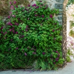 Tuscany Superb (Тускани Супер)